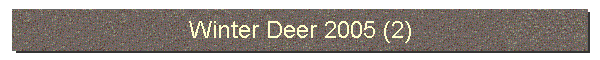 Winter Deer 2005 (2)